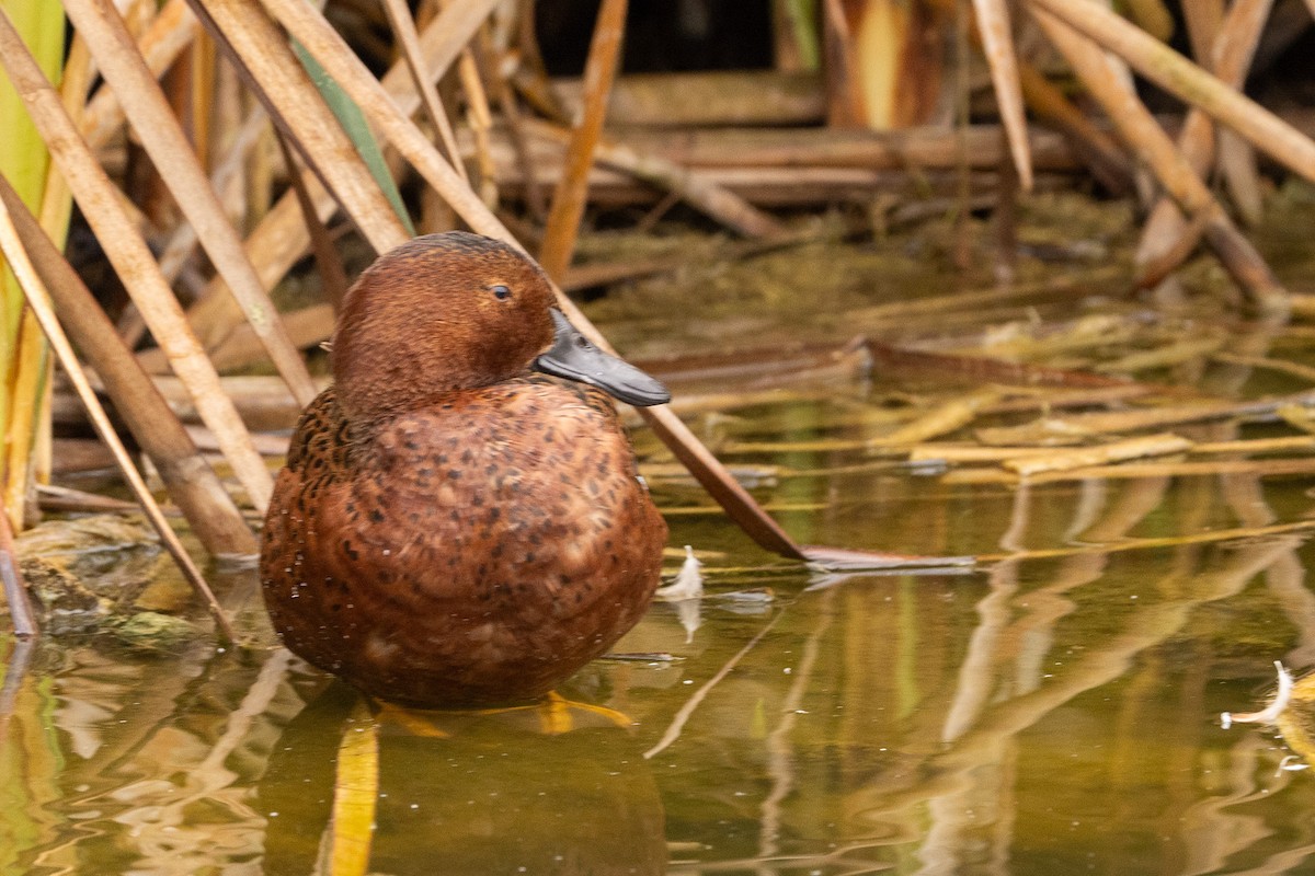 Cinnamon Teal - ML620508847