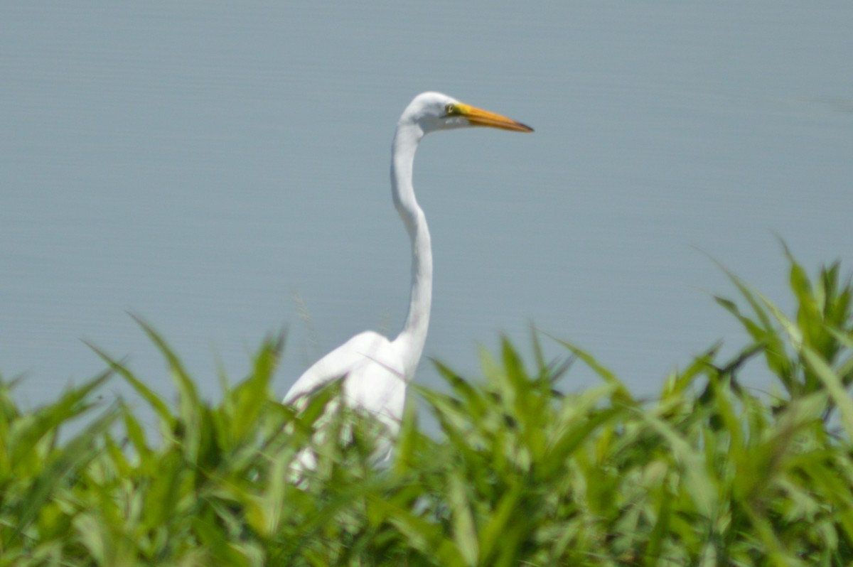 Great Egret - Ryan Pudwell