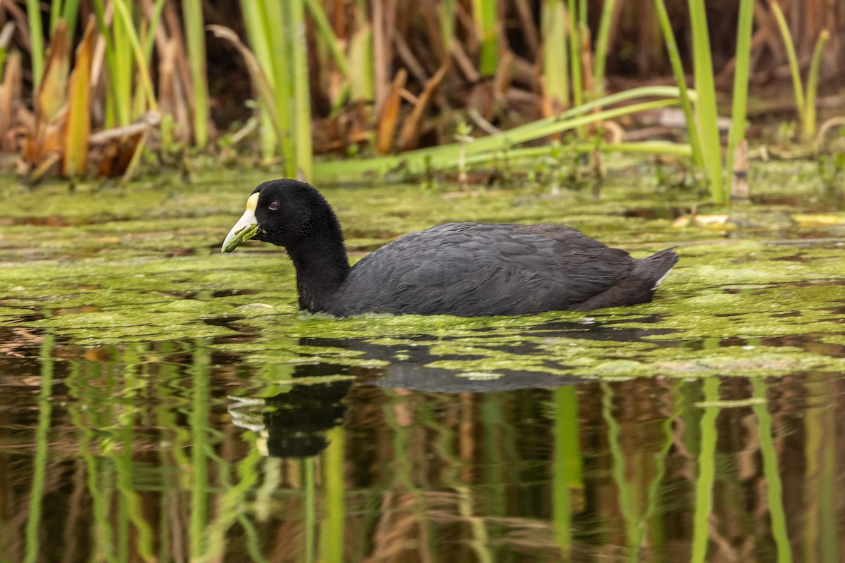 Slate-colored Coot - ML620508850