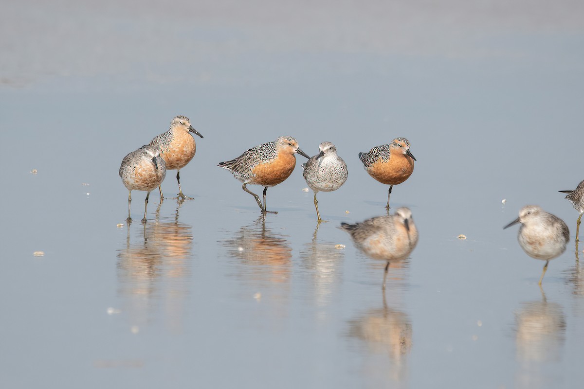 Red Knot - ML620508860