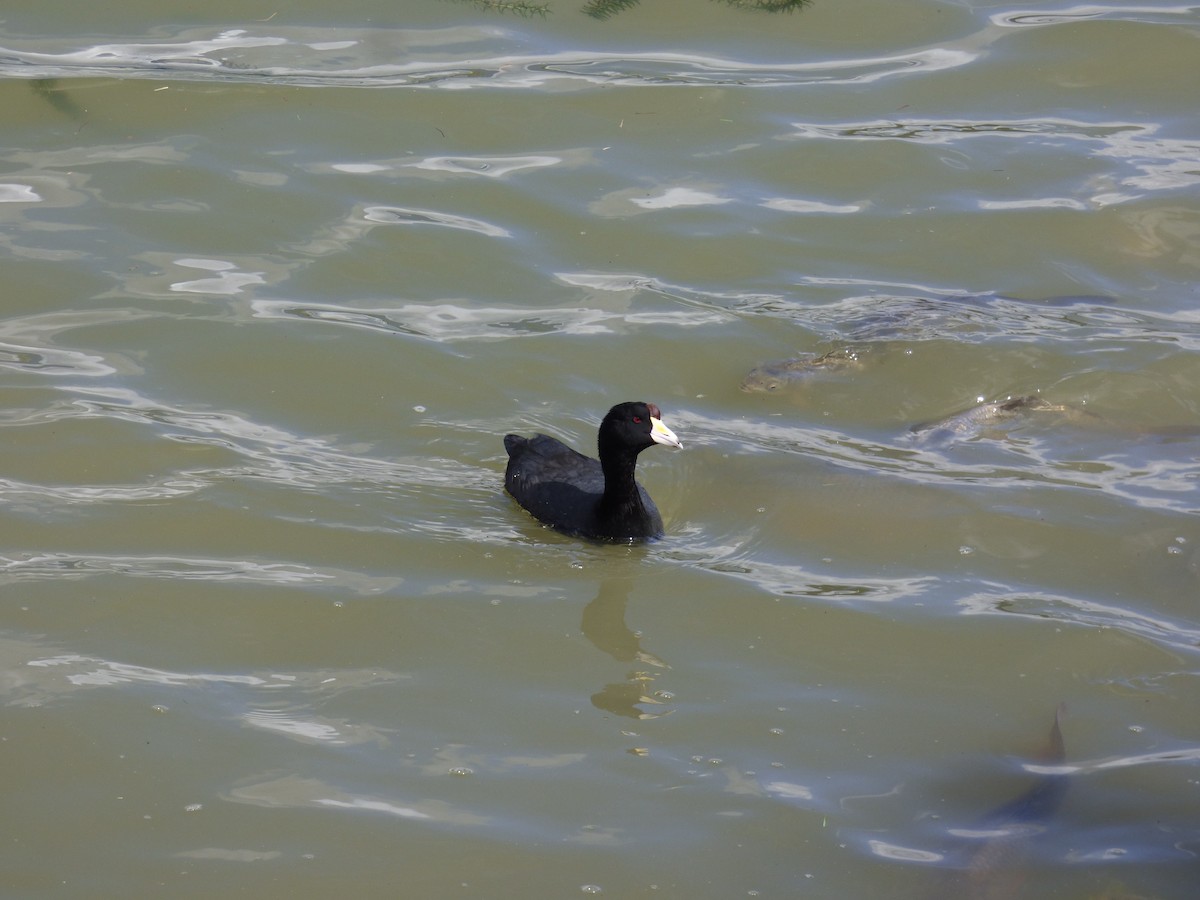 American Coot - ML620508864