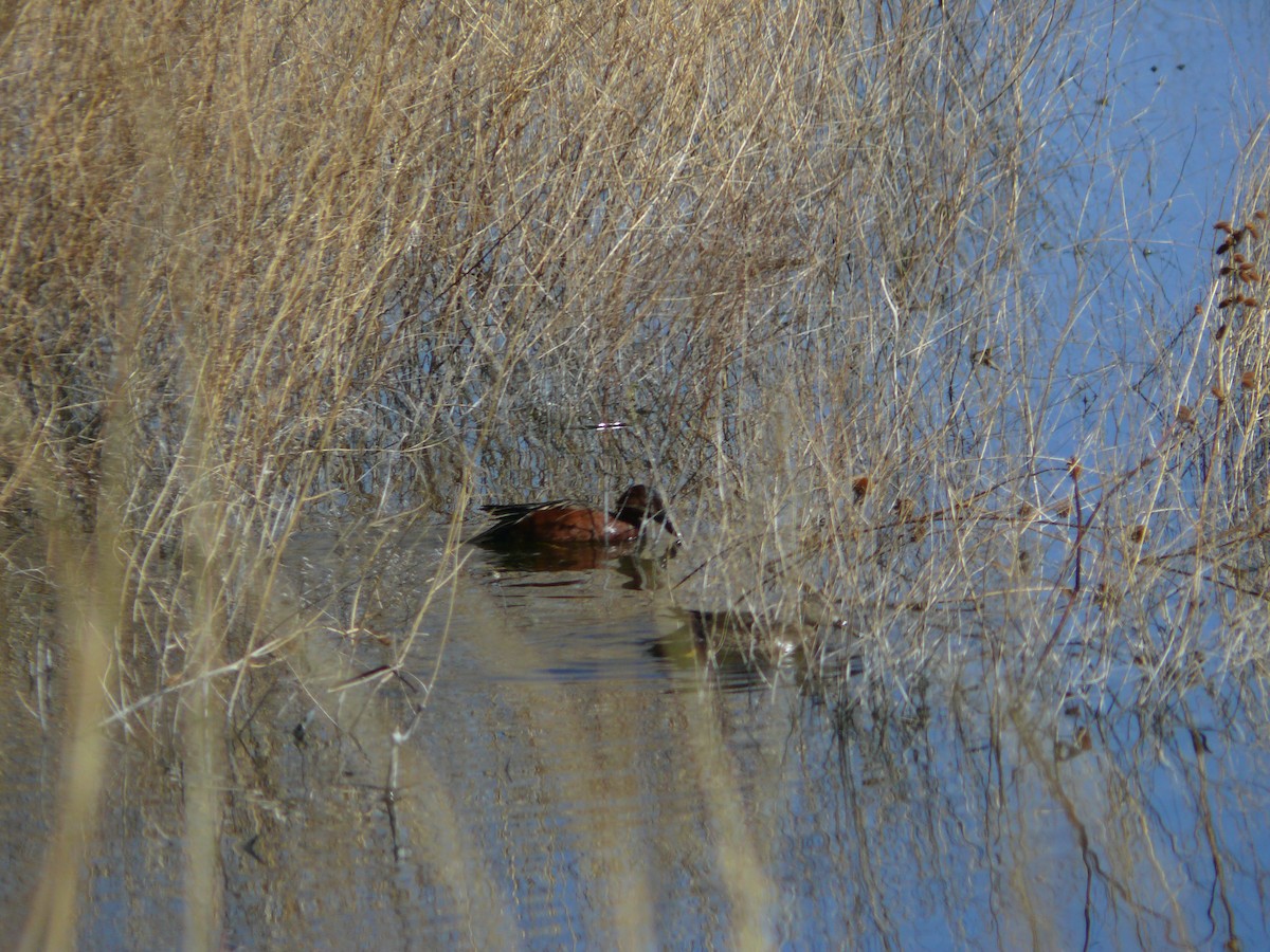 Cinnamon Teal - ML620508865