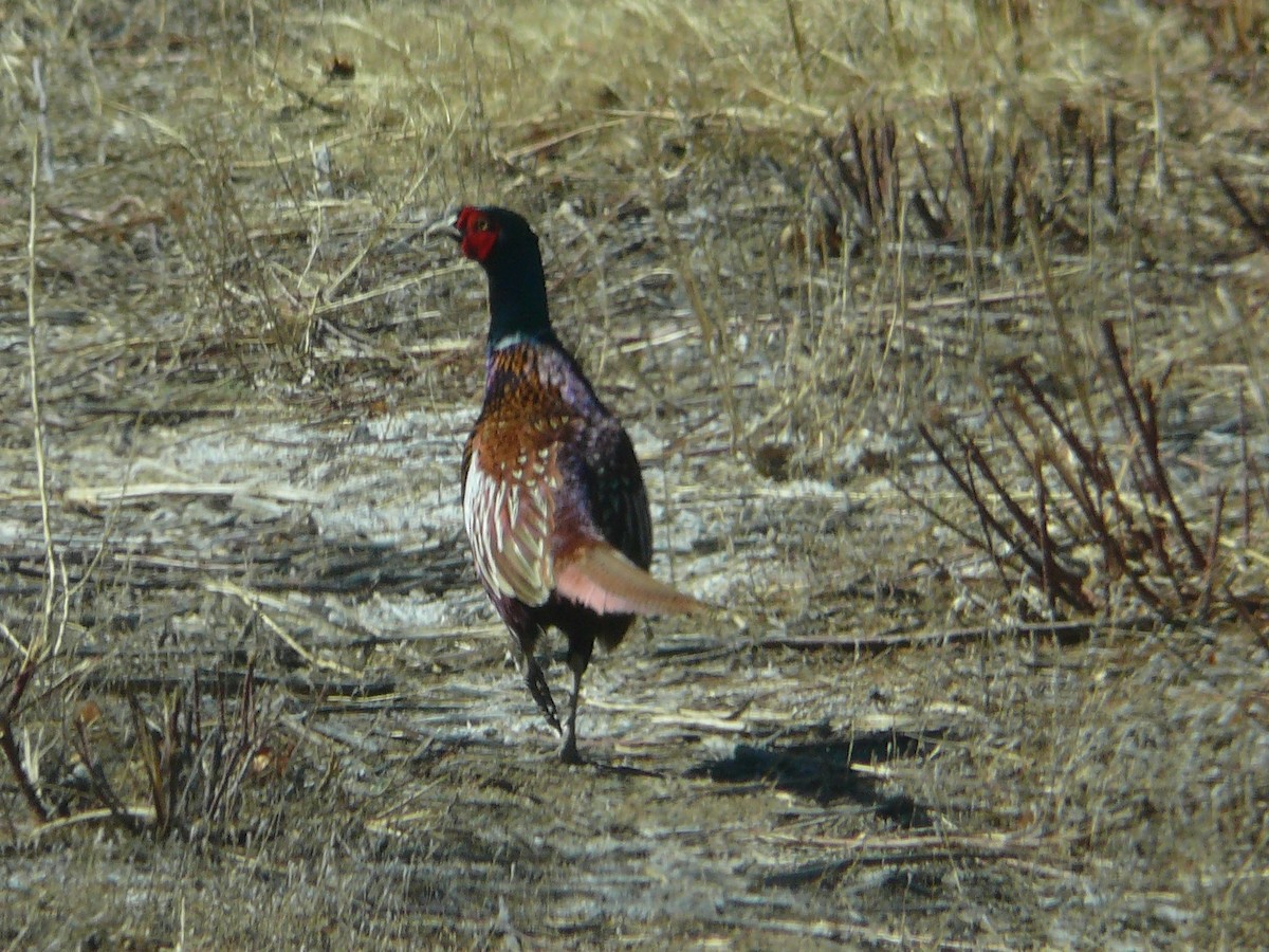 Ring-necked Pheasant - ML620508868