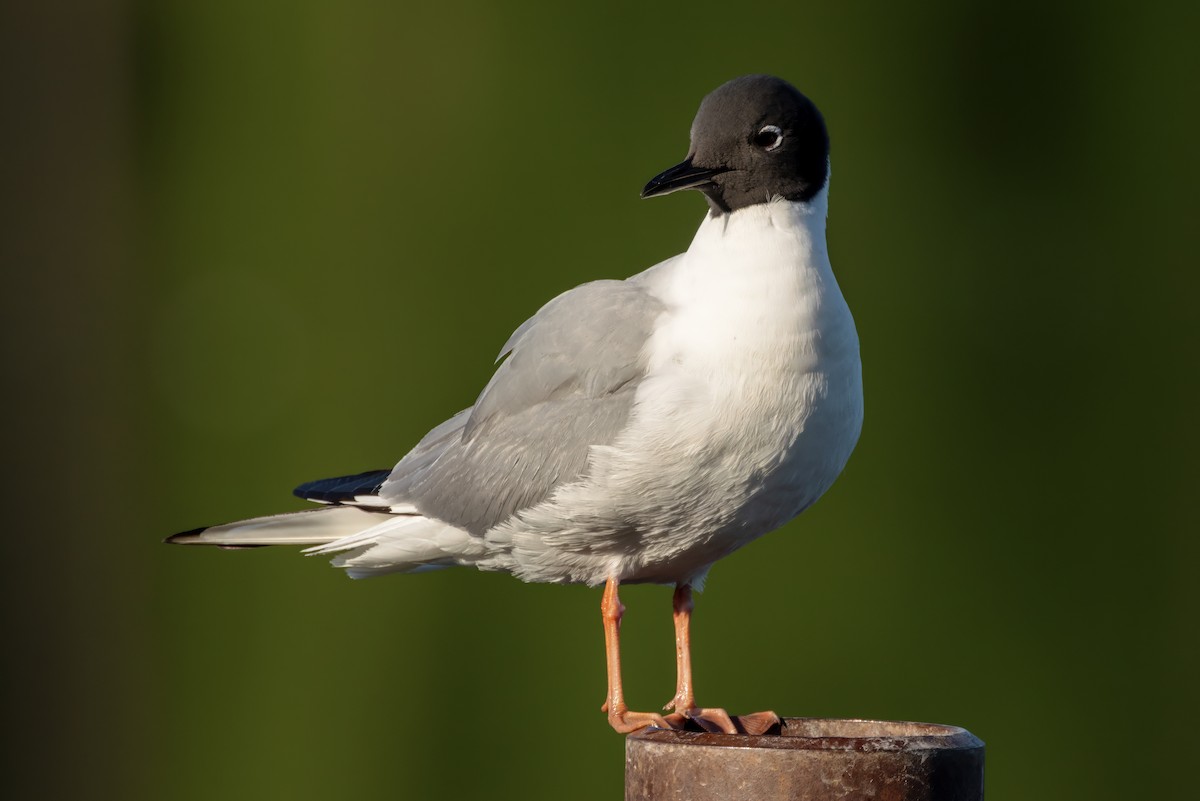 Bonaparte's Gull - ML620508875