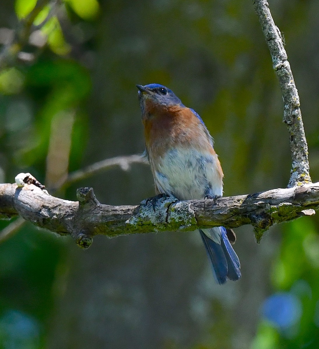 Eastern Bluebird - ML620508883