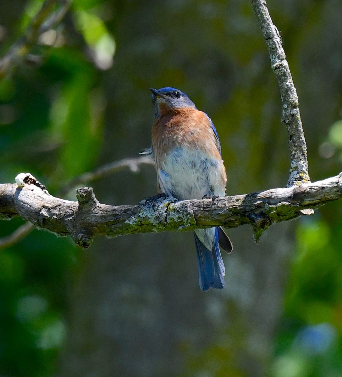 Eastern Bluebird - ML620508884