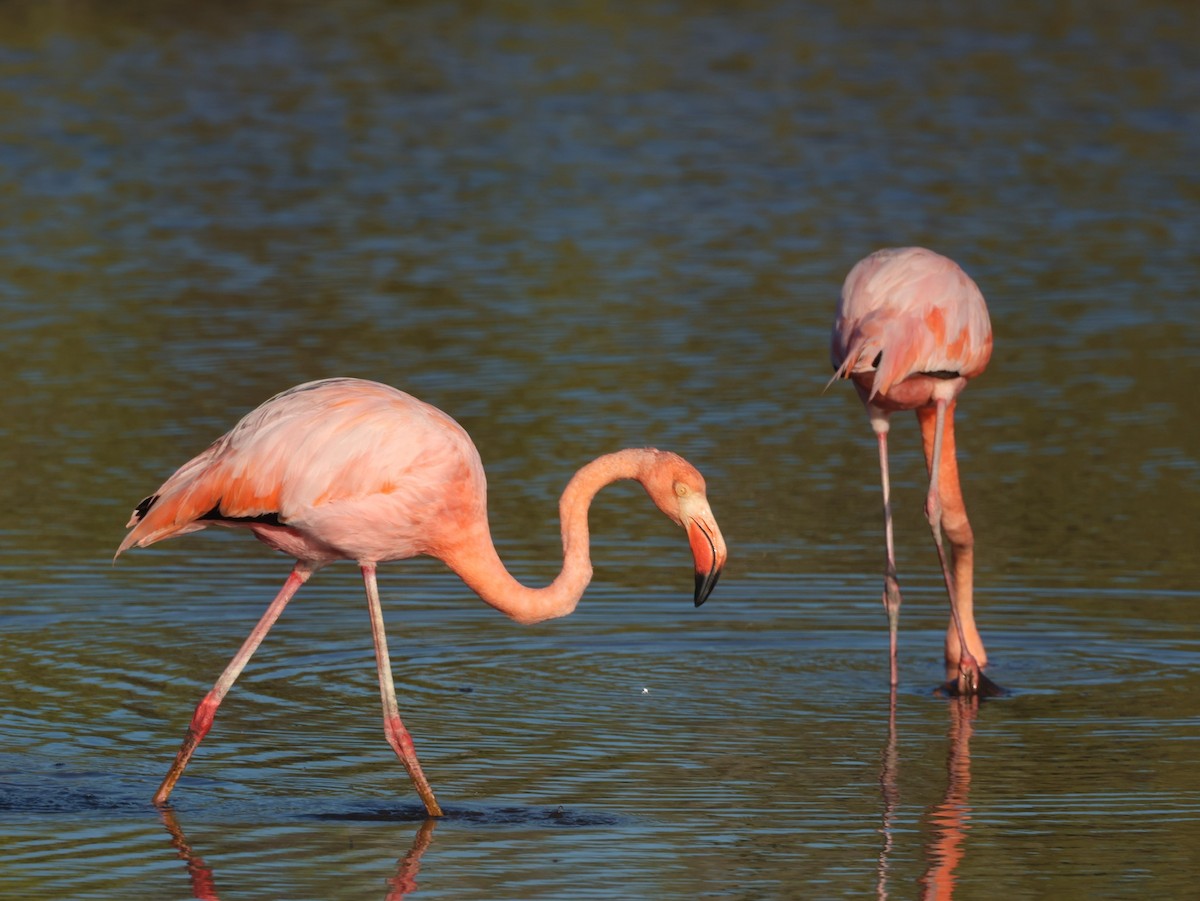 American Flamingo - ML620508888