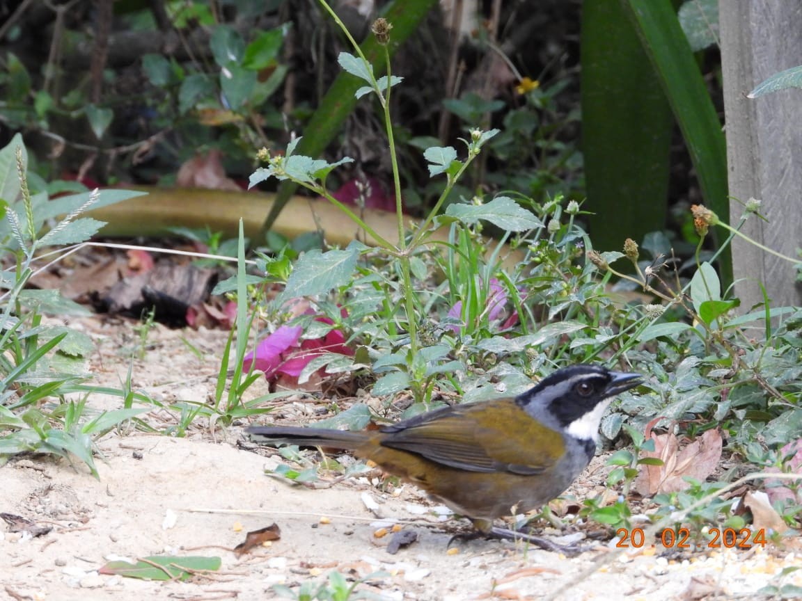 Sierra Nevada Brushfinch - ML620508895