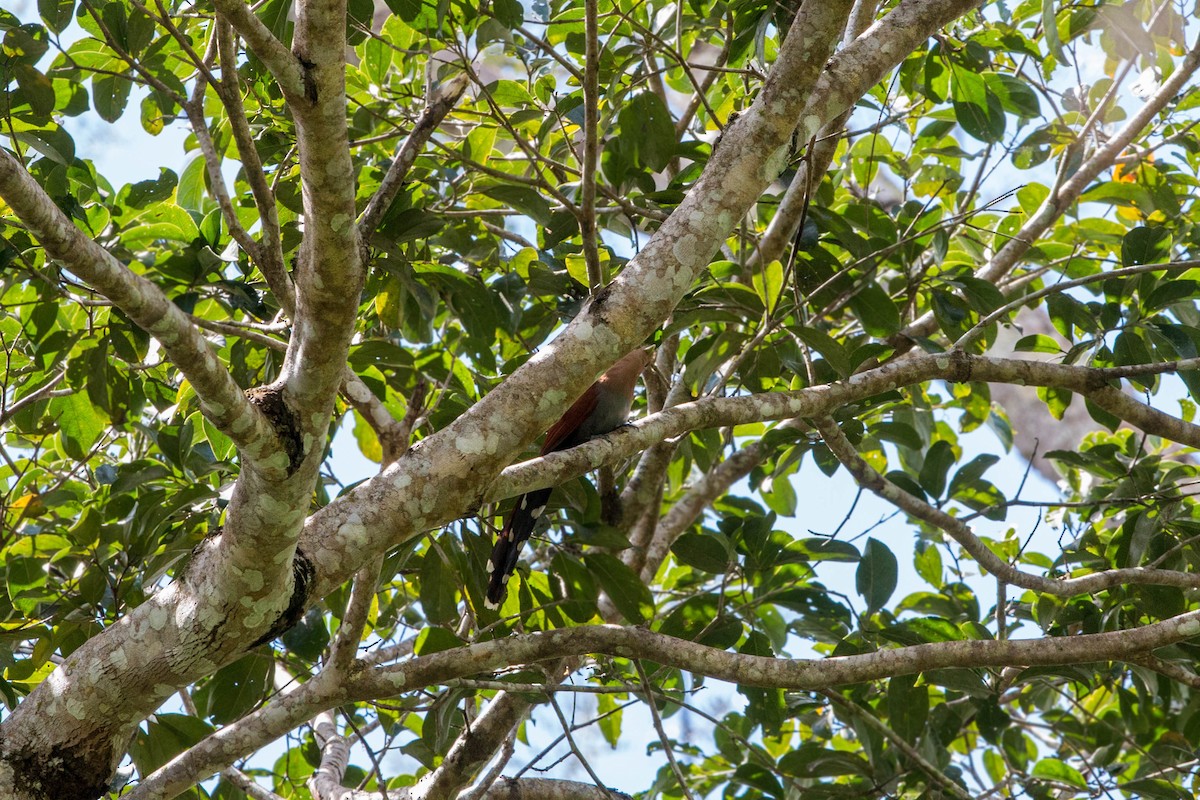 Squirrel Cuckoo - ML620508896