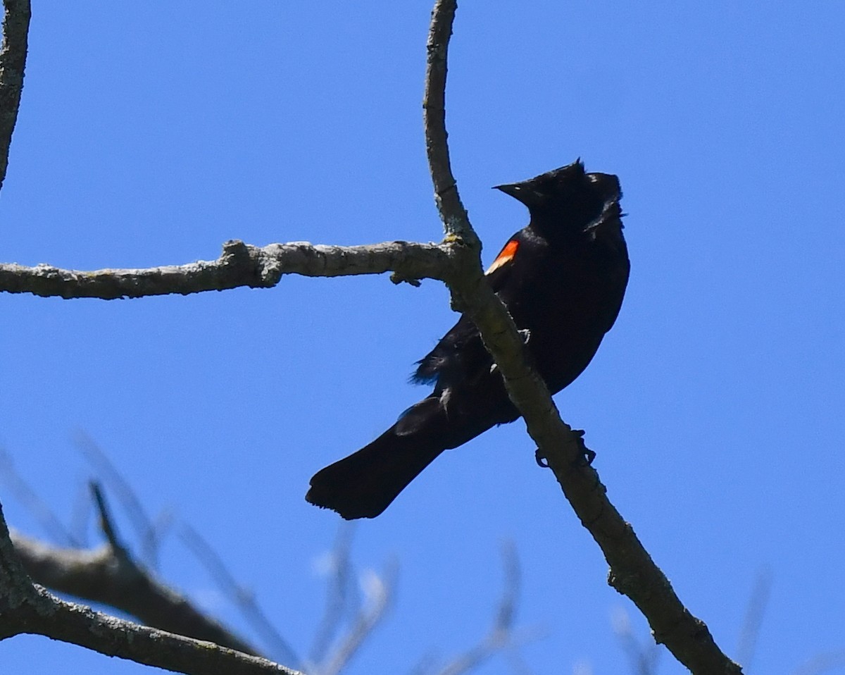 Red-winged Blackbird - ML620508897