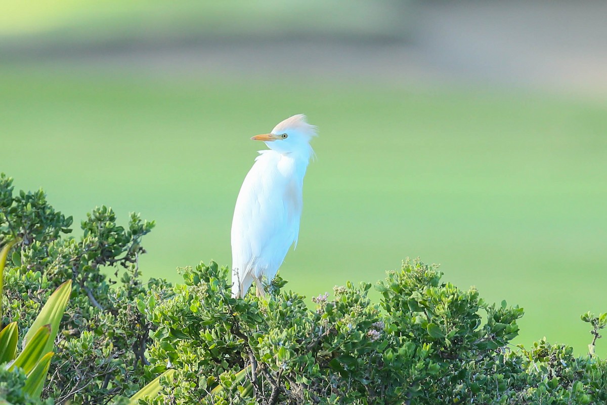 Western Cattle Egret - Thomas Cooper