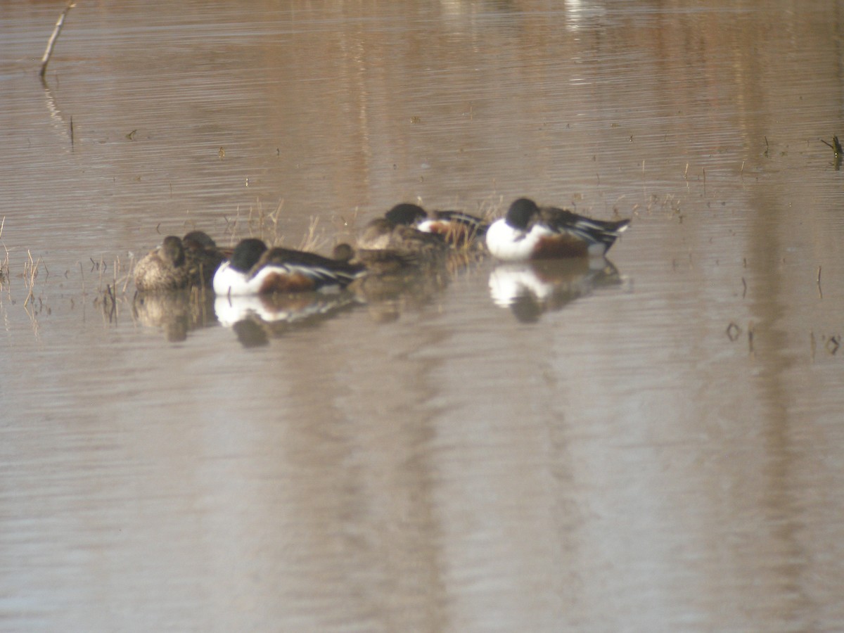 Northern Shoveler - ML620508901