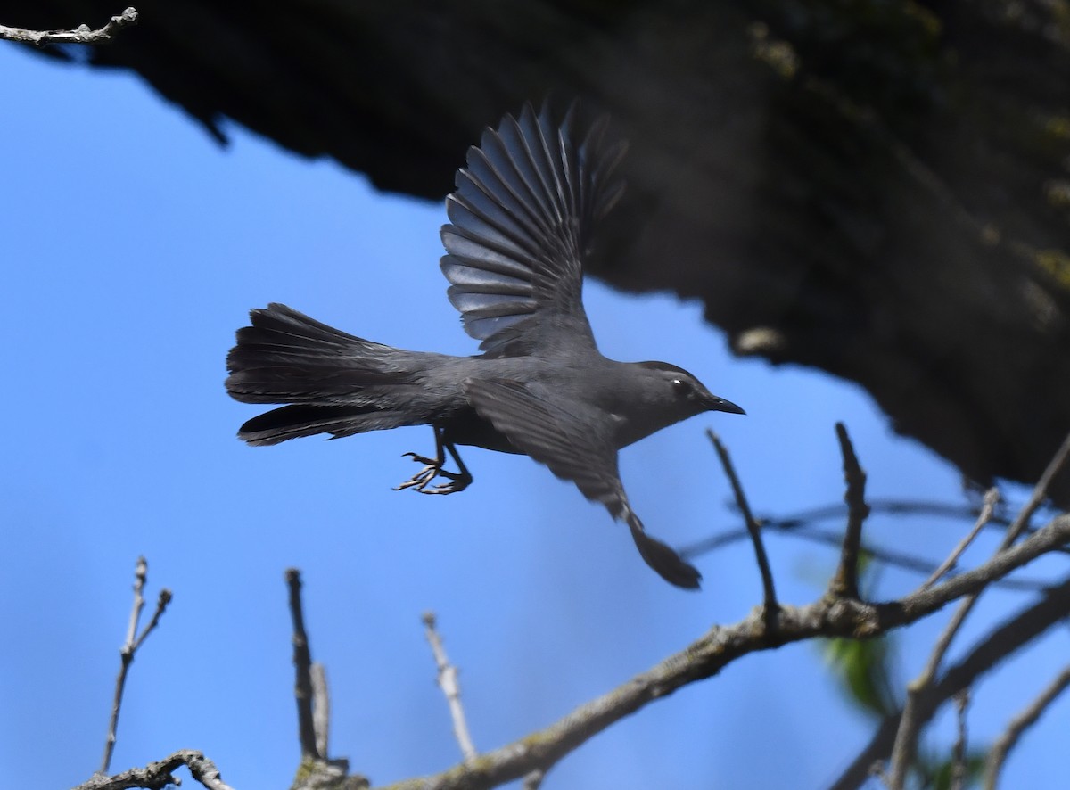 Gray Catbird - ML620508905