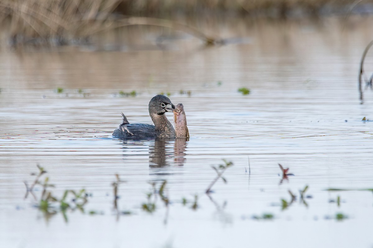 Pied-billed Grebe - ML620508907