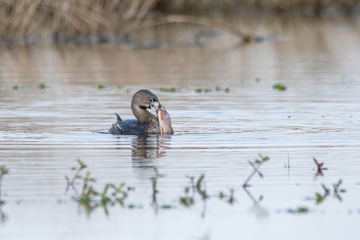 Pied-billed Grebe - ML620508910