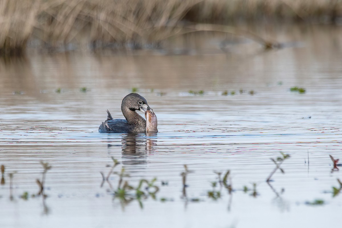 Pied-billed Grebe - ML620508911