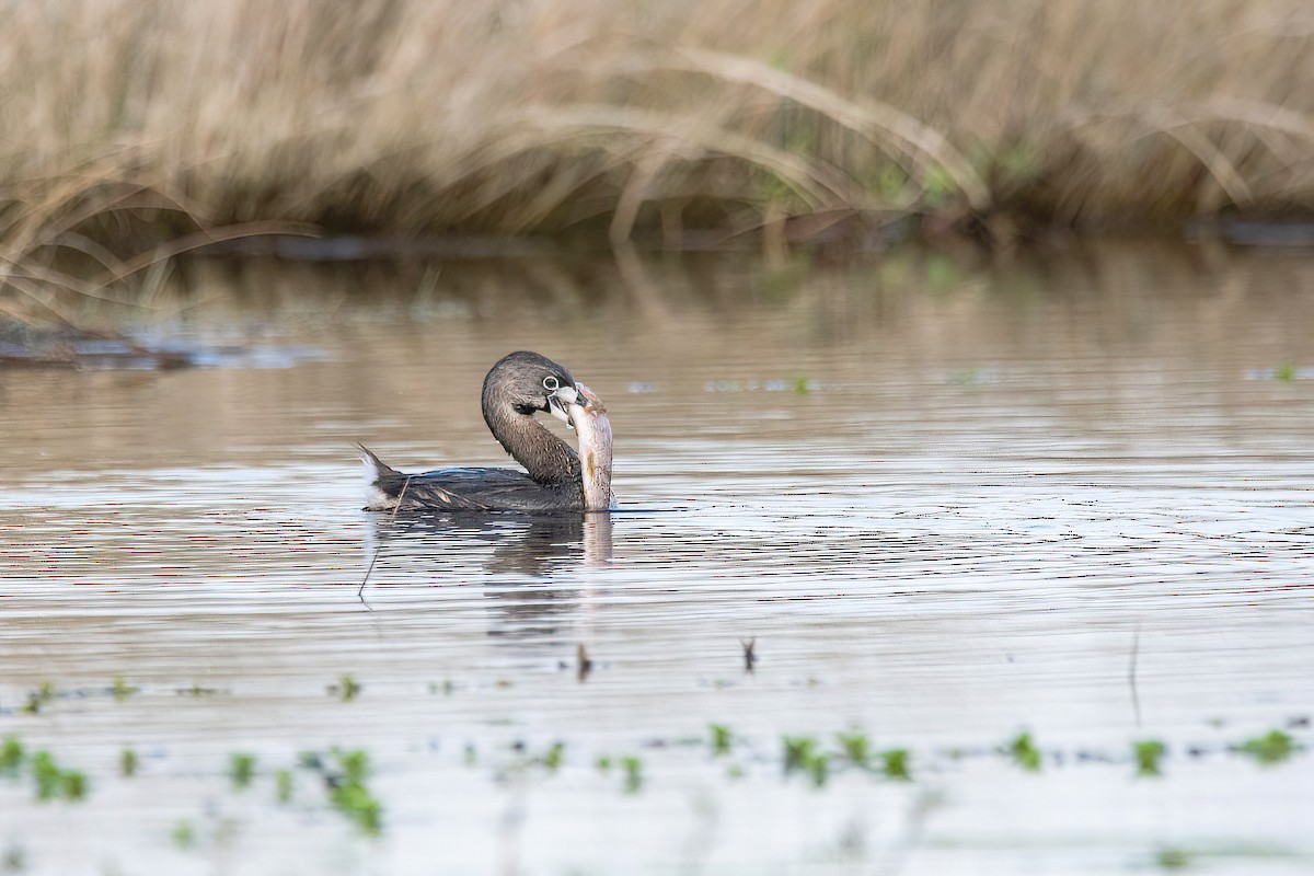 Pied-billed Grebe - ML620508912