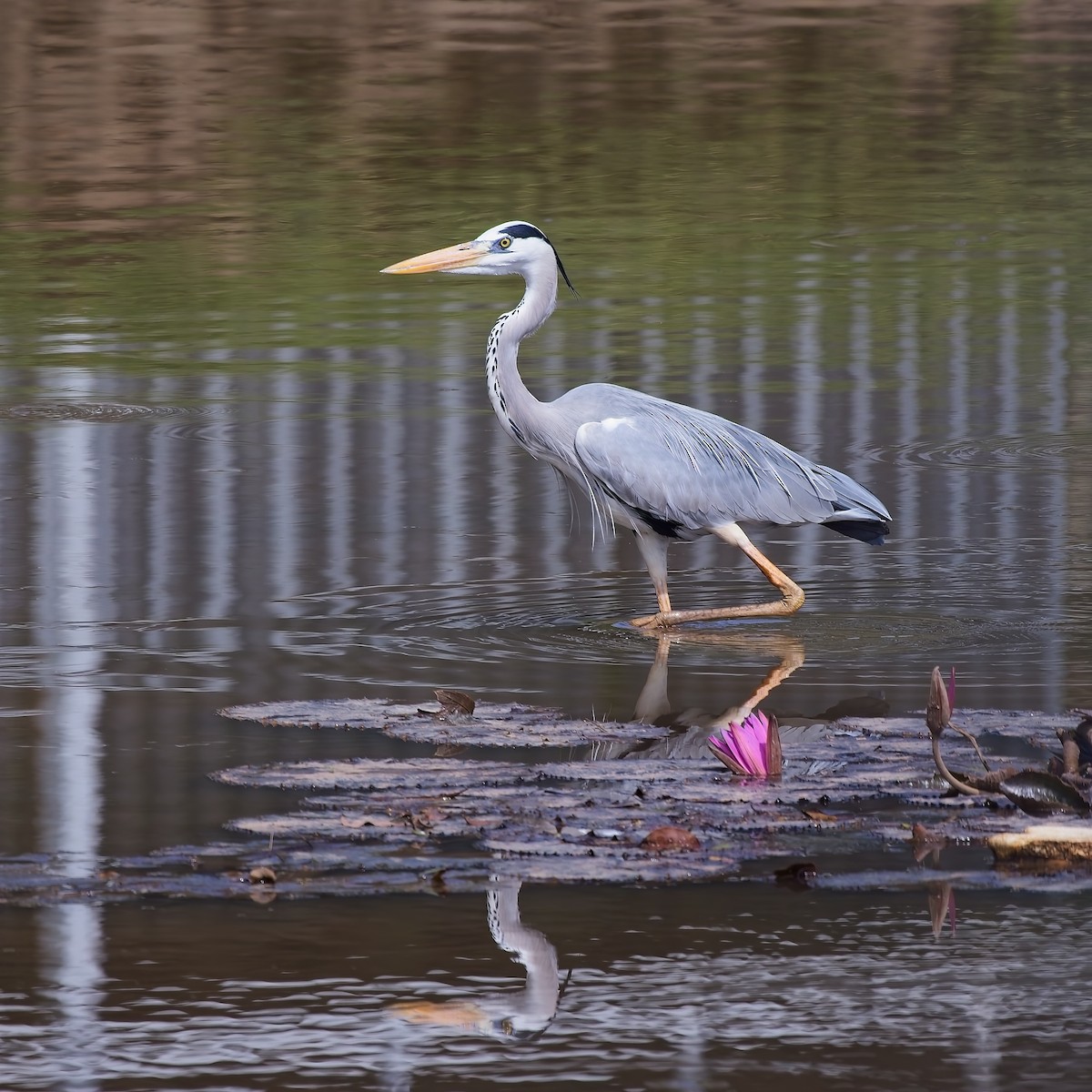 Gray Heron - ML620508915