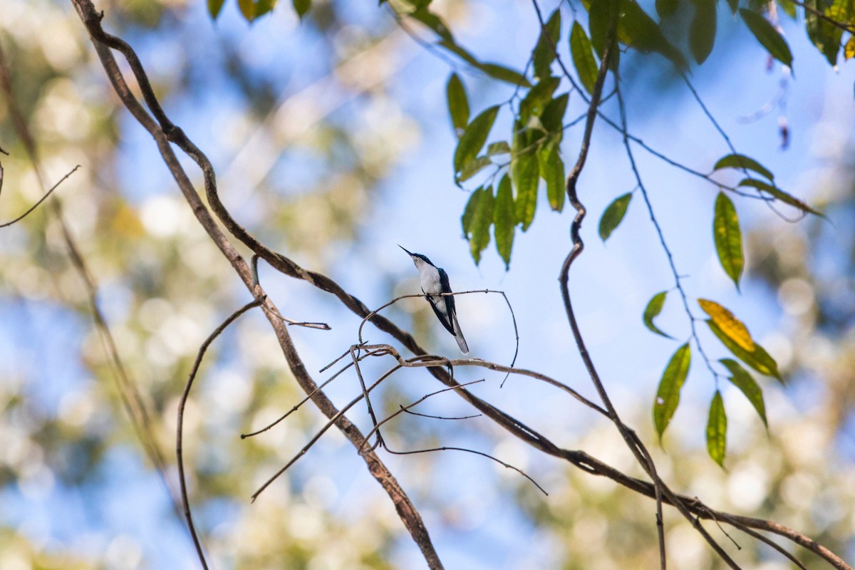 Colibri féérique - ML620508919