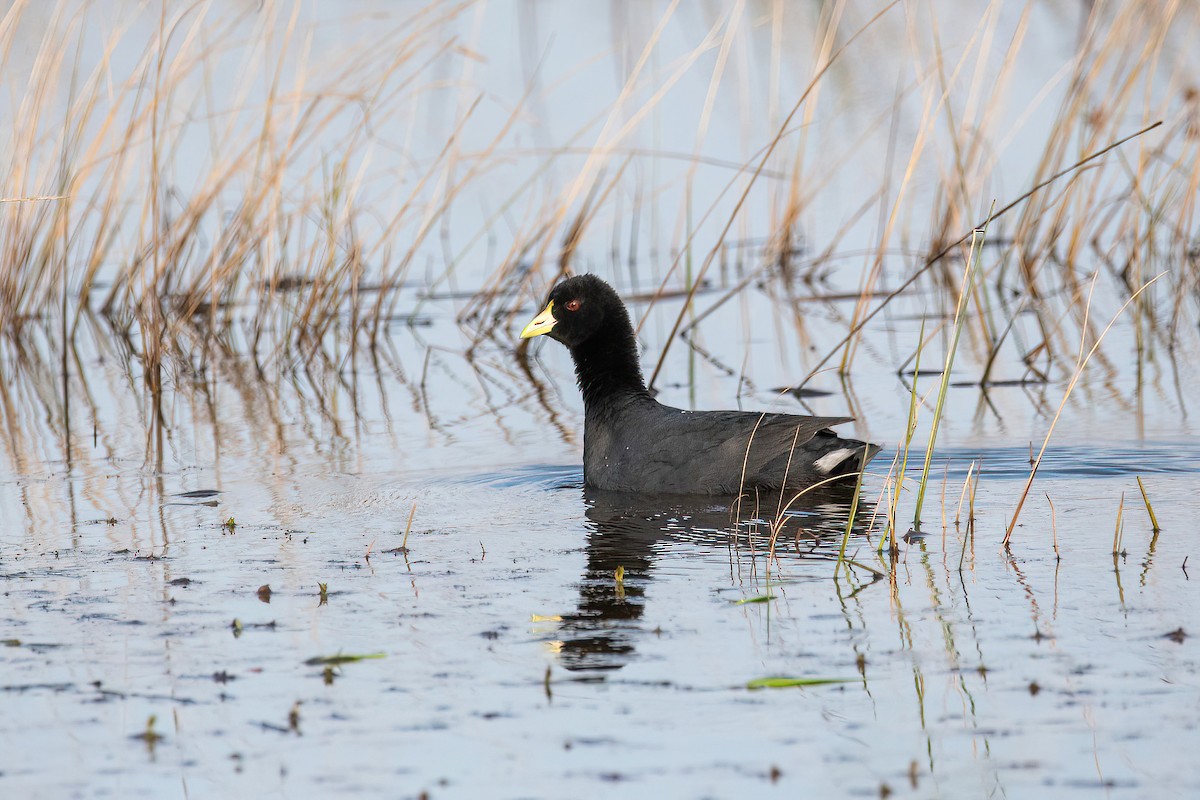 White-winged Coot - ML620508922