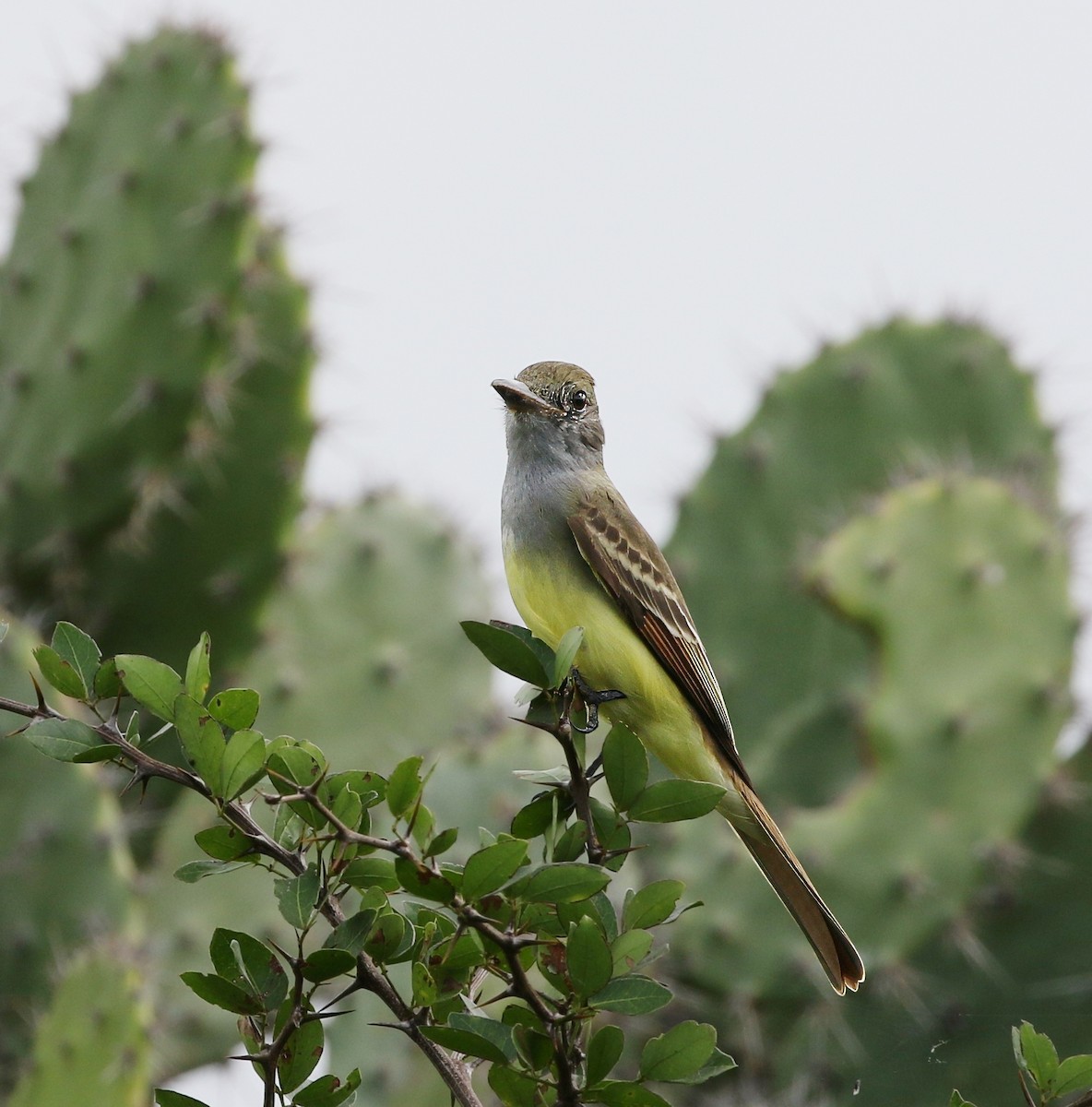 Great Crested Flycatcher - ML620508925