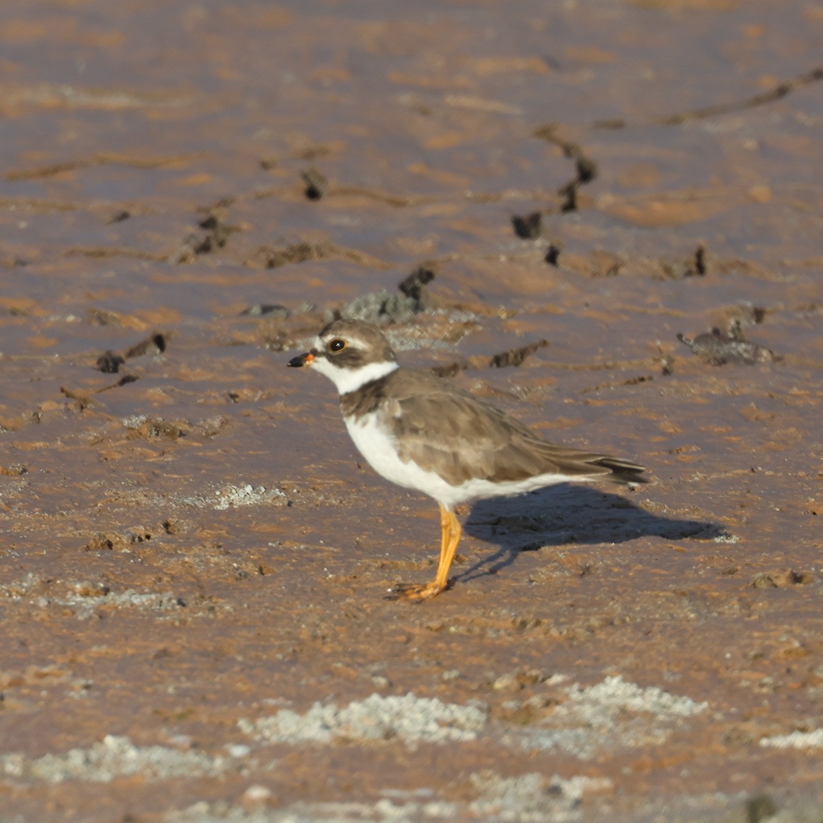 Semipalmated Plover - ML620508928