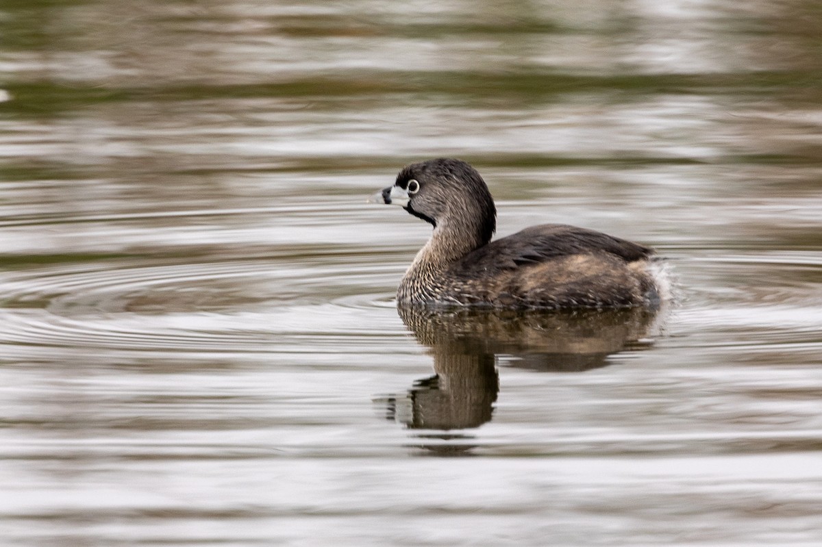 Pied-billed Grebe - ML620508930