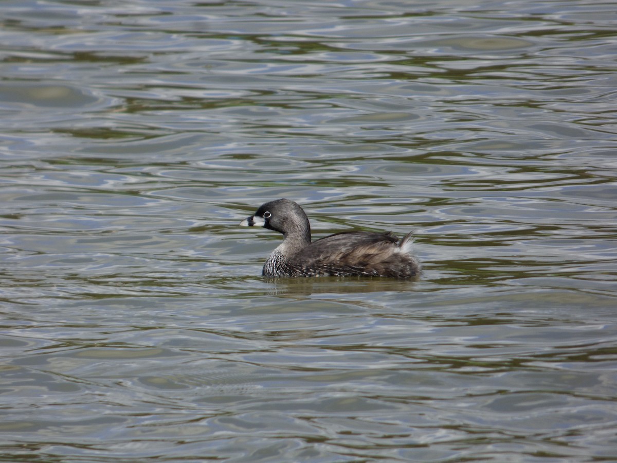 Pied-billed Grebe - ML620508931