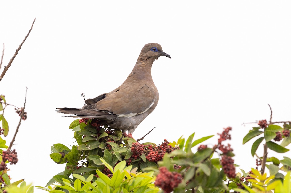 West Peruvian Dove - ML620508934