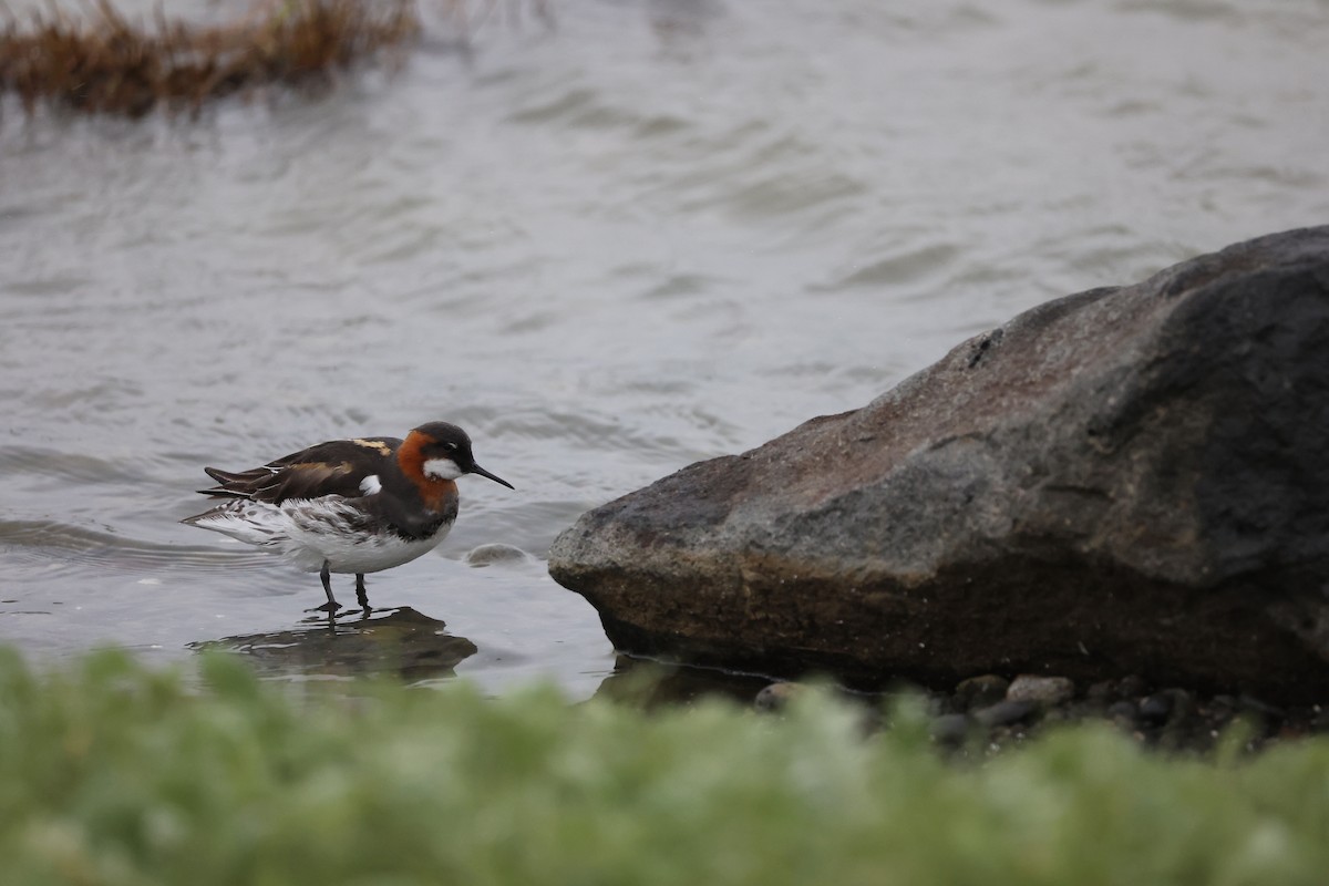 Red-necked Phalarope - ML620508935