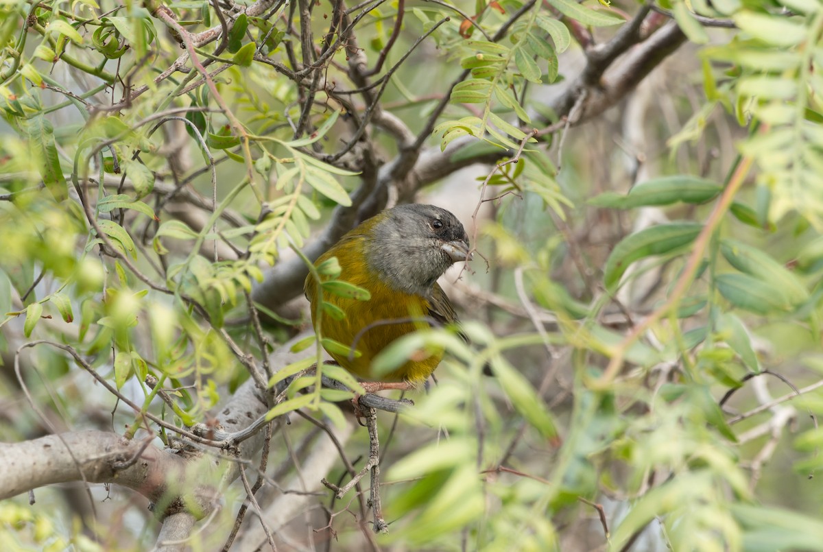 Gray-hooded Sierra Finch - ML620508936