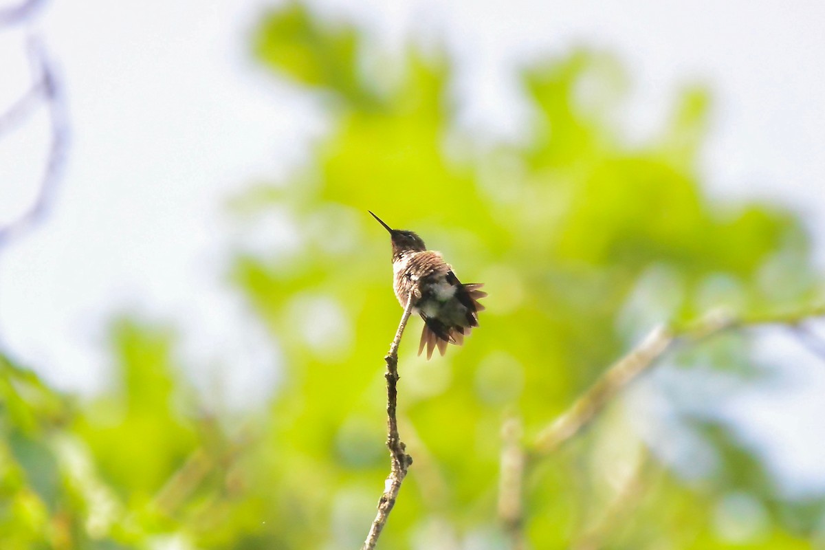 Ruby-throated Hummingbird - Seth Honig