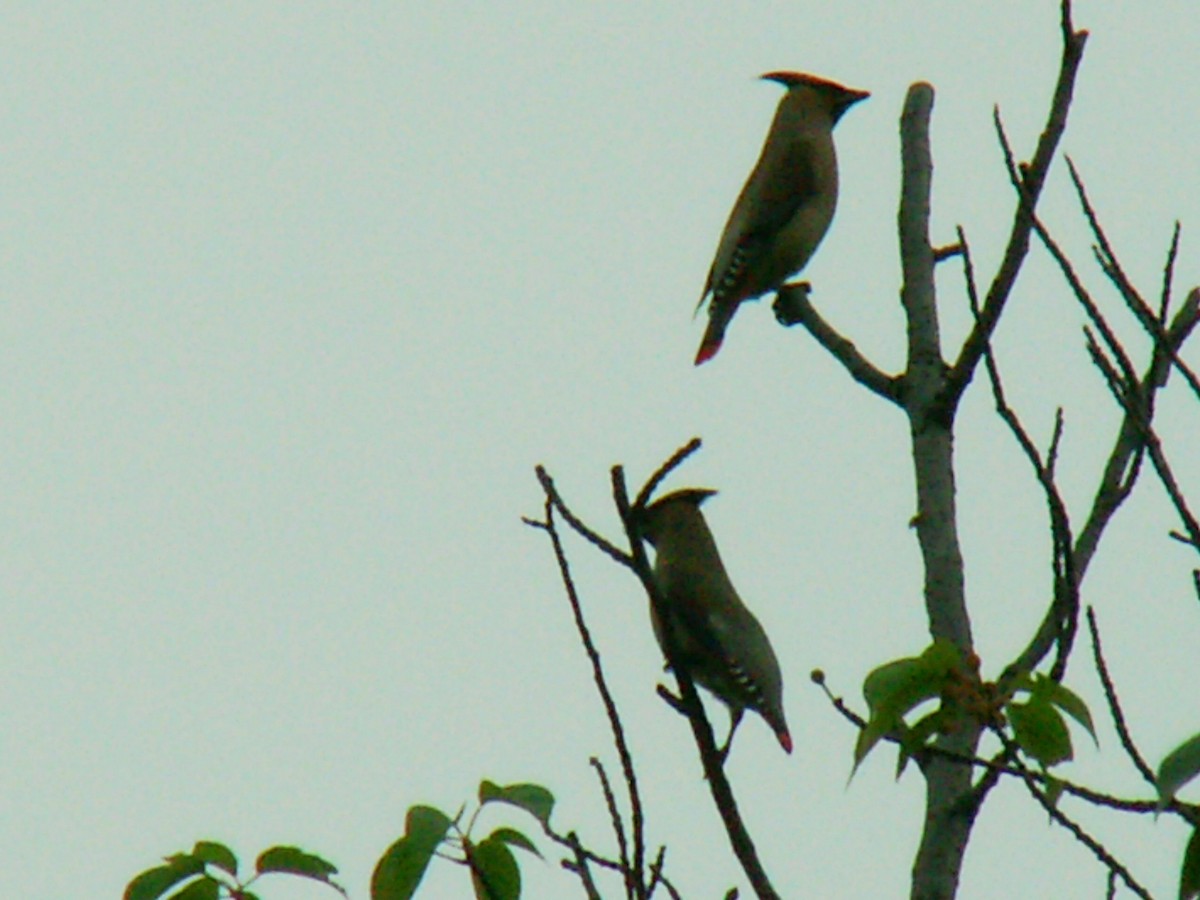 Japanese Waxwing - ML620508940