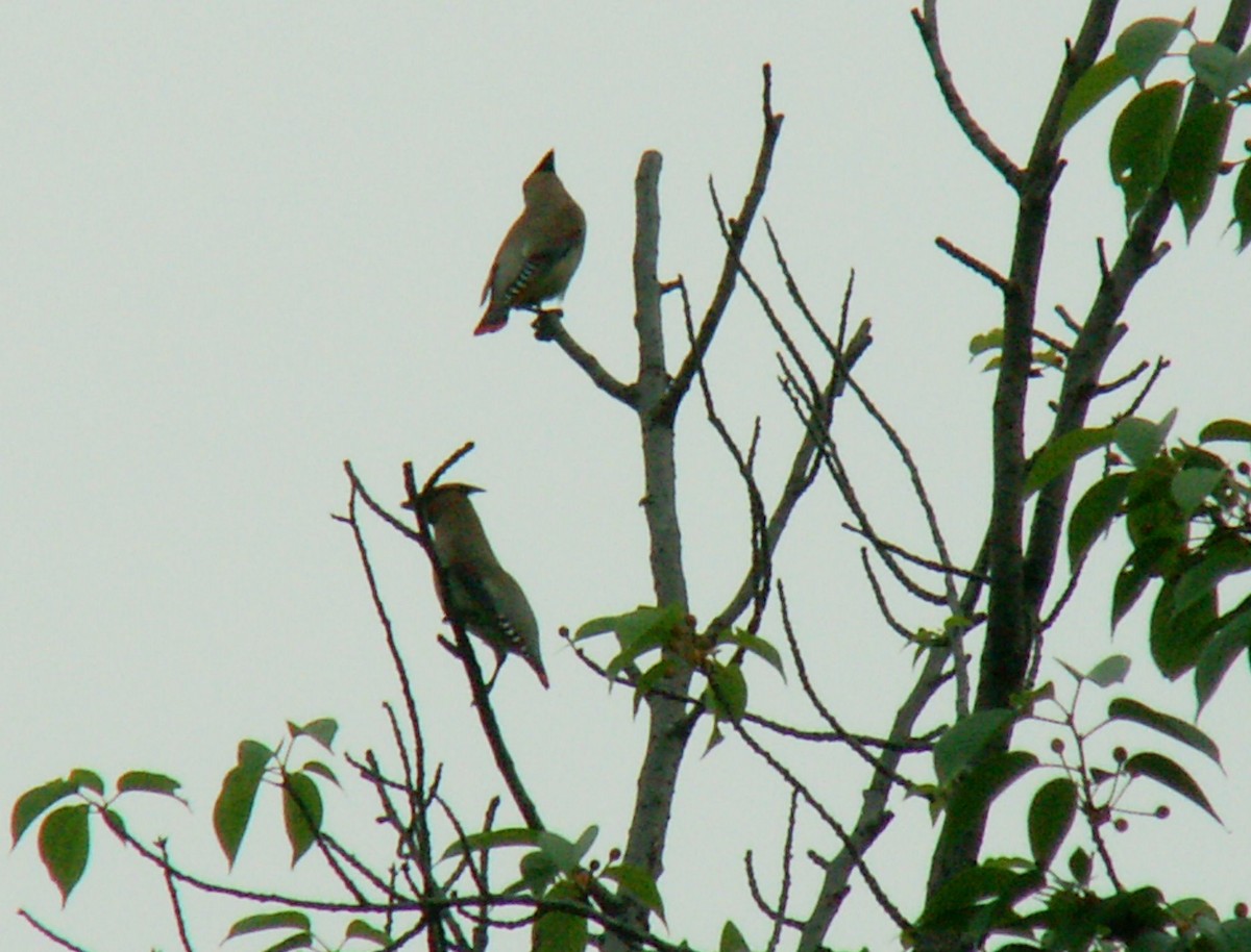 Japanese Waxwing - ML620508941