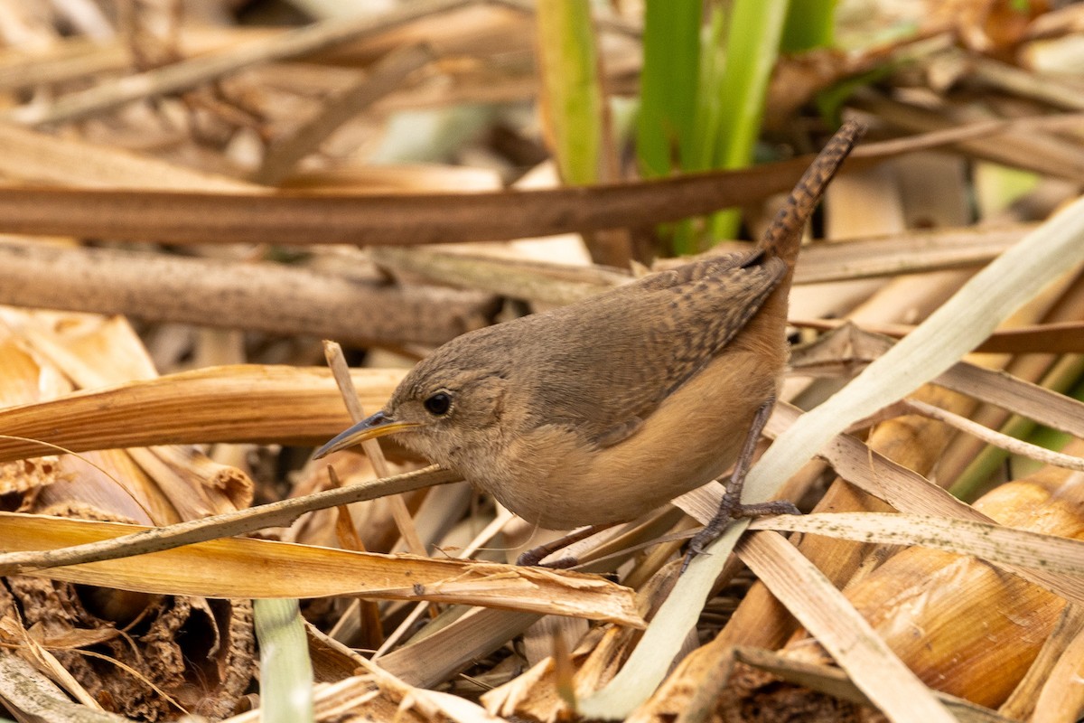 House Wren - ML620508943