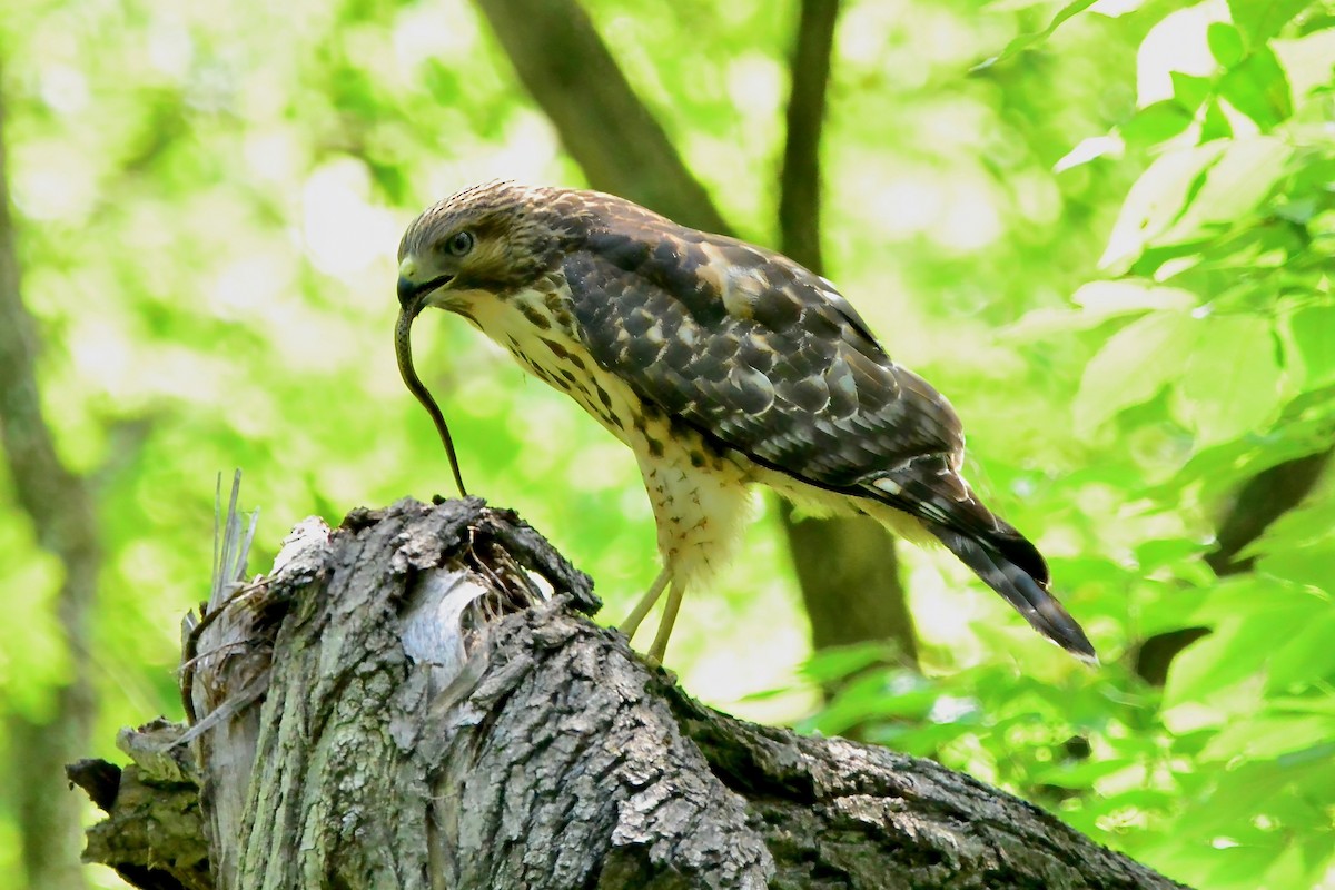 Red-shouldered Hawk - ML620508944