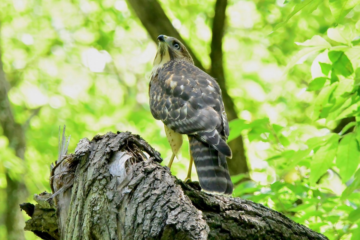 Red-shouldered Hawk - ML620508945