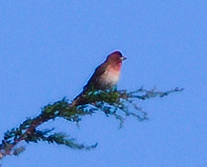 Purple Finch - ML620508947