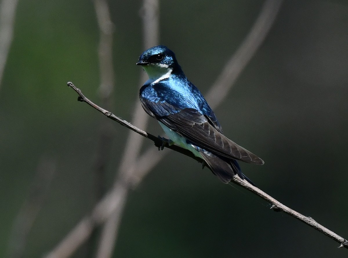 Golondrina Bicolor - ML620508954