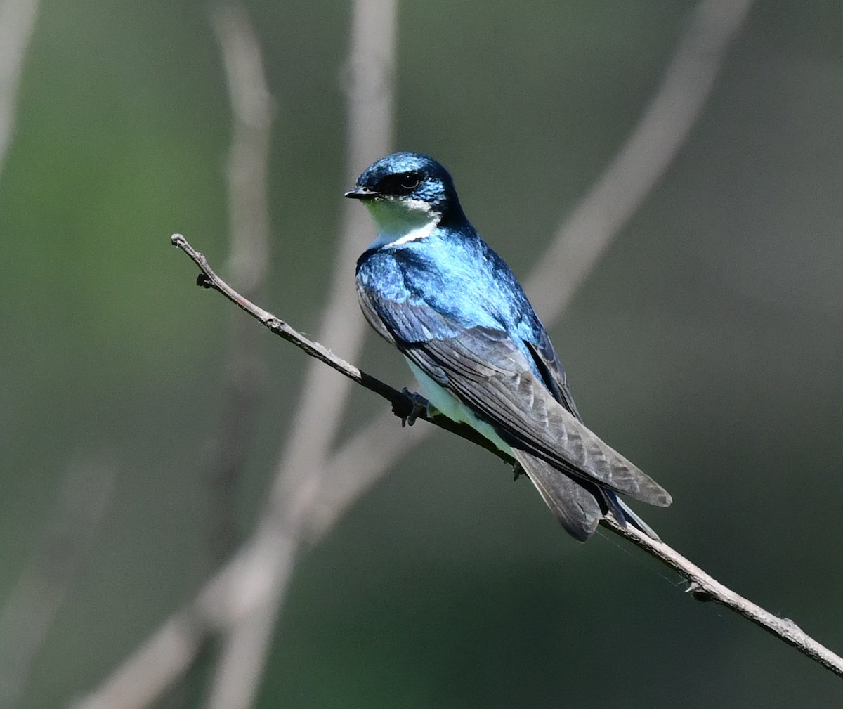 Tree Swallow - ML620508955