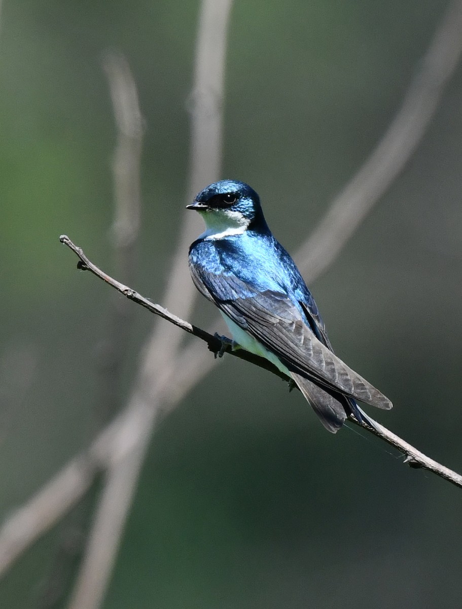 Tree Swallow - Kristen Cart