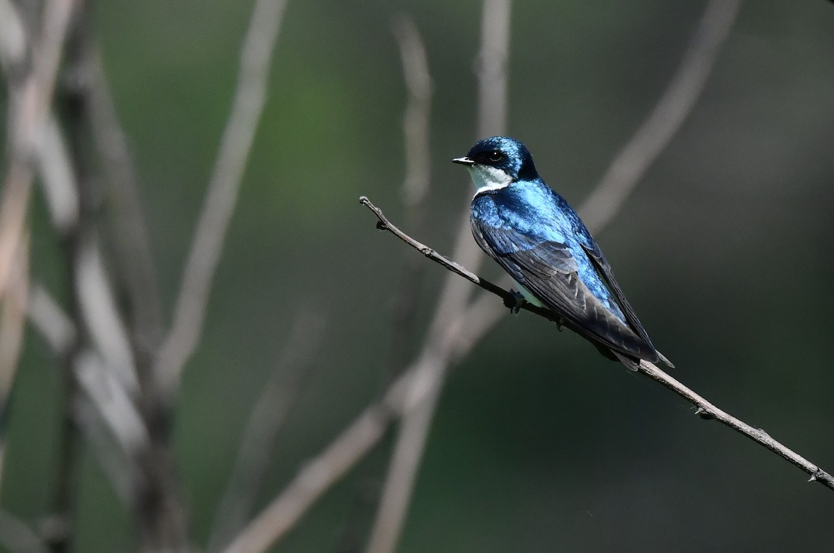 Tree Swallow - ML620508957