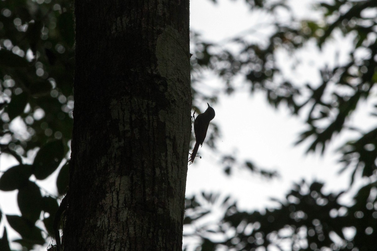 Olivaceous Woodcreeper - ML620508958