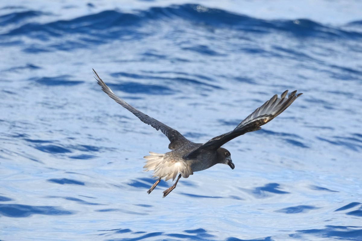 Petrel de Solander - ML620508959