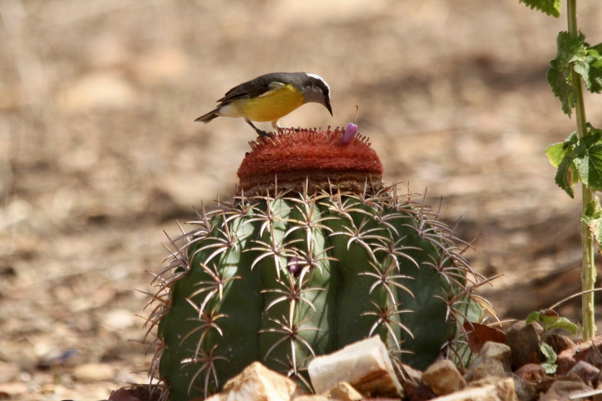 Zuckervogel - ML620508961