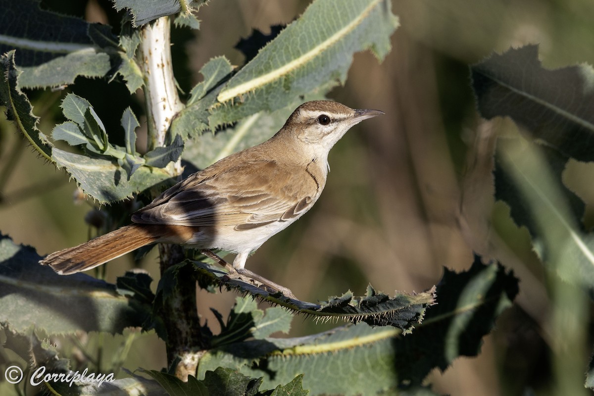 Rufous-tailed Scrub-Robin - ML620508964