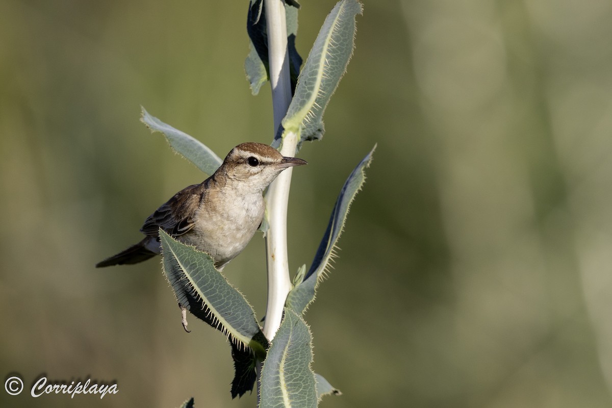 Rufous-tailed Scrub-Robin - ML620508966