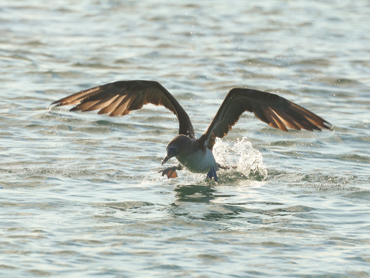 Blue-footed Booby - ML620508972
