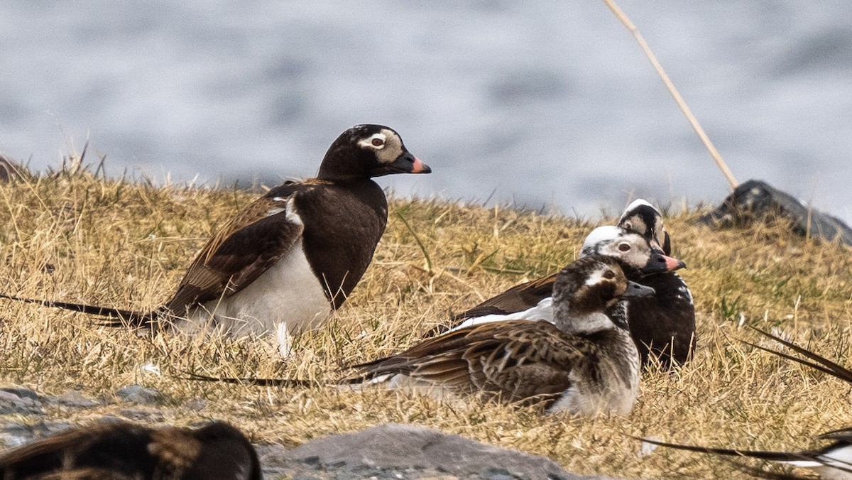 Long-tailed Duck - ML620508975