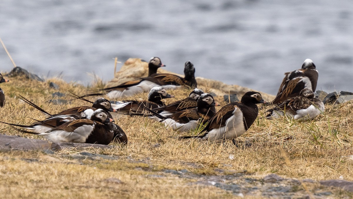 Long-tailed Duck - ML620508976